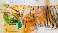 Harimau Sumatra bernama Dewi Siundol masuk ke dalam kandang jebak pada 16 Desember lalu. Harimau itu terluka parah.