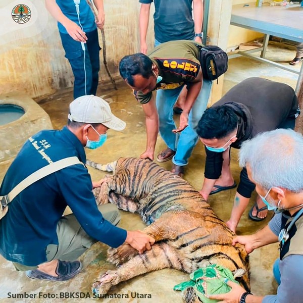 Tim Balai Besar Konservasi Sumber Daya Alam (BBKSDA) Sumatra Utara dan Yayasan Bondhicitta Mandala Medan melakukan pemeriksaan kesehatan Dewi di Desa Siundol, Kabupaten Padang Lawas di Sanctuary Harimau Barumun dua hari setelah hewan itu terjatuh, yaitu pada 18 Desember 2021. Tim Balai Besar Konservasi Sumber Daya Alam (BBKSDA) Sumatra Utara dan Yayasan Bondhicitta Mandala Medan melakukan pemeriksaan kesehatan Dewi di Desa Siundol, Kabupaten Padang Lawas di Sanctuary Harimau Barumun dua hari setelah hewan itu terjatuh, yaitu pada 18 Desember 2021.