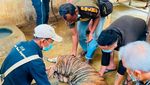 Kondisi Harimau Terluka sampai Ada Belatung di Badannya