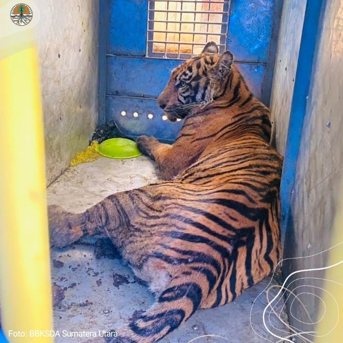 Kasian, Harimau Sumatra Ini Masuk ke Kandang Jebak dan Luka Parah Kasian, Harimau Sumatra Ini Masuk ke Kandang Jebak dan Luka Parah