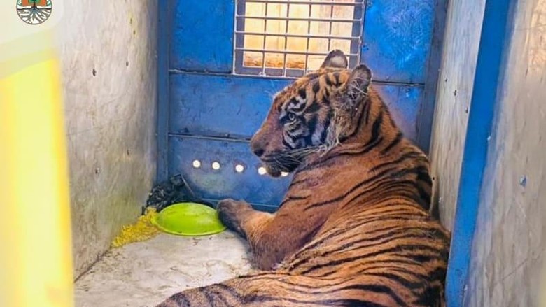 Kasian, Harimau Sumatra Ini Masuk ke Kandang Jebak dan Luka Parah