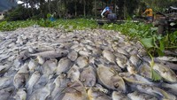 Data Dinas Perikanan dan Ketahanan Pangan Kabupaten Agam, mencatat total ikan keramba jaring apung (KJA) yang mati akibat kekurangan oksigen karena cuaca buruk di empat nagari Danau Maninjau selama dua pekan terakhir mencapai 921 ton dengan kerugian Rp18,24 miliar.