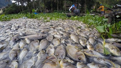 921 Ton Ikan Mati, Petani Keramba Rugi Miliaran Rupiah