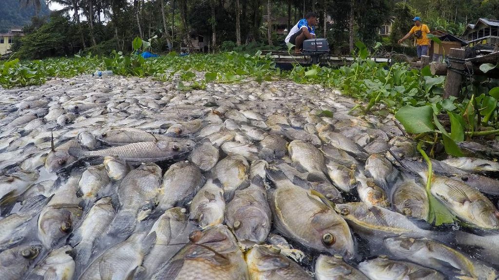 921 Ton Ikan Mati, Petani Keramba Rugi Miliaran Rupiah