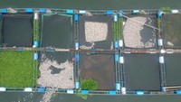Foto udara petani ikan membersihkan kerambanya dari ikan yang mati di Danau Maninjau, Nagari Koto Malintang, Kabupaten Agam, Sumatera Barat.