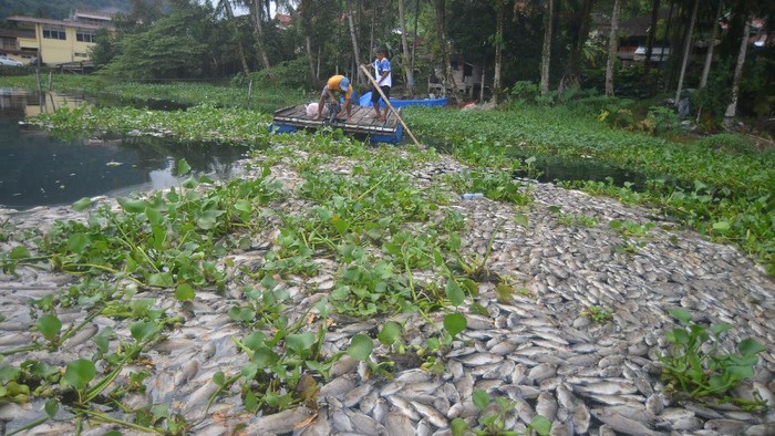 Foto udara petani ikan membersihkan kerambanya dari ikan yang mati di Danau Maninjau, Nagari Koto Malintang, Kabupaten Agam, Sumatera Barat, Kamis (23/12/2021). Data Dinas Perikanan dan Ketahanan Pangan Kabupaten Agam mencatat total, ikan keramba jaring apung (KJA) yang mati akibat kekurangan oksigen karena cuaca buruk di empat nagari Danau Maninjau selama dua pekan terakhir mencapai 921 ton dengan kerugian Rp18,24 miliar. ANTARA FOTO/Iggoy el Fitra/hp.