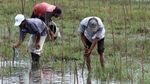 Peduli Lingkungan, SD Siswa di Pandeglang Tanam Mangrove