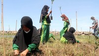 Para siswa dan masyarakat turut dilibatkan pada kegiatan penanaman bibit mangrove.