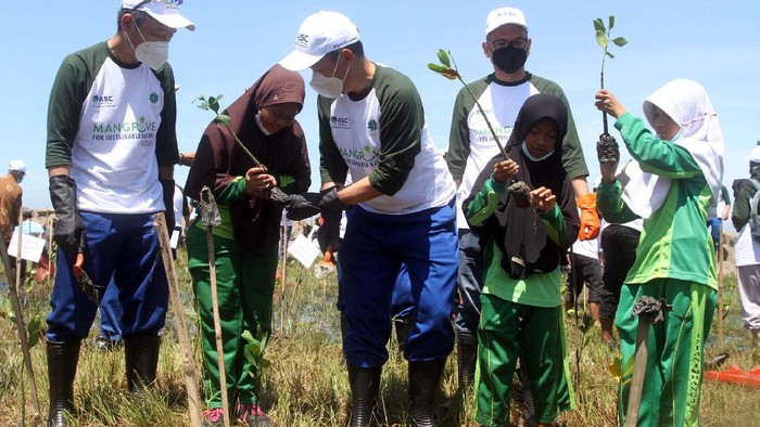 Peduli Lingkungan, SD Siswa di Pandeglang Tanam Mangrove Kegiatan rehabilitasi Mangrove mulai dilakukan di Desa Panimbangjaya, Kabupaten Pandeglang, Banten. Program ini mendukung pengurangan polusi dan mitigasi bencana.