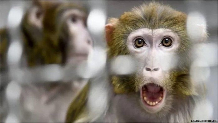 Pembunuhan 200 anak anjing oleh gerombolan monyet untuk membalas dendam, fakta atau hoaks?