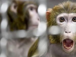 Tahu Rahasia Besar di Balik Wisata Peluk Monyet, Turis Nangis Kejer
