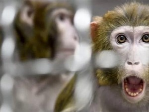 Tahu Rahasia Besar di Balik Wisata Peluk Monyet, Turis Nangis Kejer