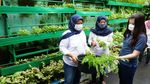 Pertanian Kota Makin Diminati di Masa Pandemi