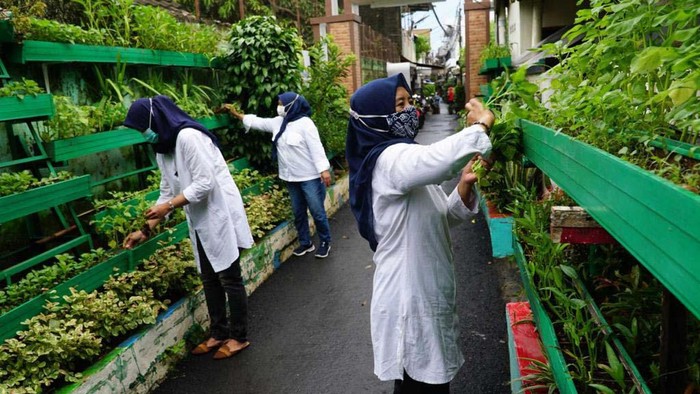 Pertanian Kota Makin Diminati di Masa Pandemi Urban farming makin diminati di masa pandemi ini. Kegiatan ini memiliki manfaat bagi kelestarian lingkungan, penanganan iklim, hingga kesehatan diri.