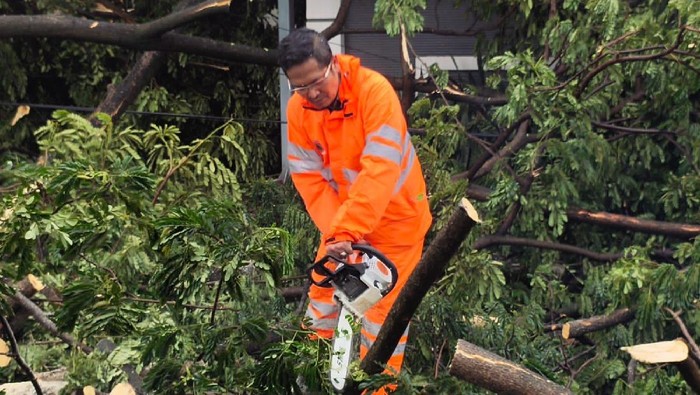 Petugas membersihkan pohon tumbang di Tangerang