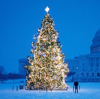 Pohon Natal yang dipajang di depan gedung Capitol, Washington, DC, ini tingginya melebihi 20 meter. Perlu ribuan bola lampu untuk menghias pohon Natal raksasa berduri ini. Dilansir Finances Online, pohon ini bernilai Rp 14 miliar. Foto: Istimewa