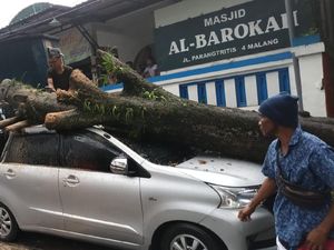 Hujan Es Disertai Angin Kencang Kota Malang Tumbangkan Pohon di 9 Titik