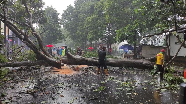 Pohon tumbang di Jalan Dr Cipto dan pohon menimpa mobil