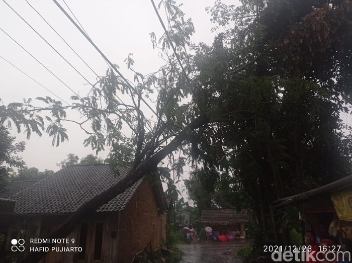pohon tumbang di jember