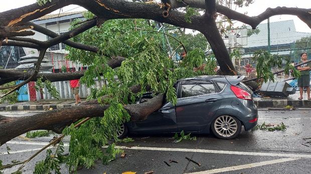 Pohon tumbang di Tangerang (Khairul-detikcom)