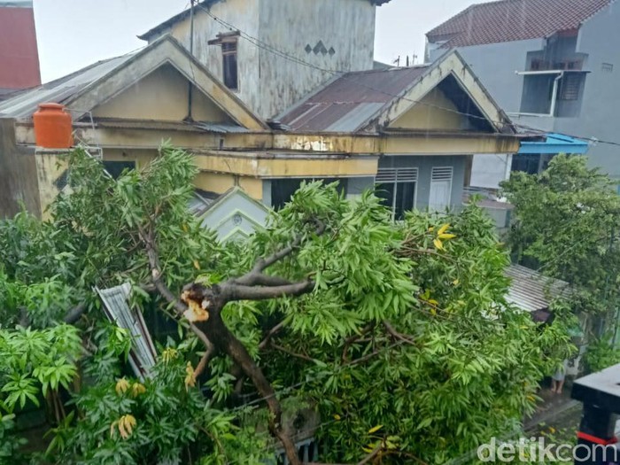 Pohon tumbang timpa rumah warga di Makassar. (Ibnu Munsir/detikcom)