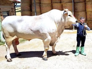 Saingan Sapi Presiden, Ini Chianina Jenis Sapi Terbesar di Dunia