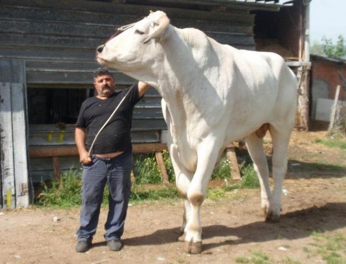 Saingan Sapi Presiden, Ini Chianina Jenis Sapi Terbesar di Dunia