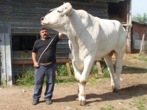 Bukan Sapi Limosin! Ini Chianina Jenis Sapi Terbesar di Dunia