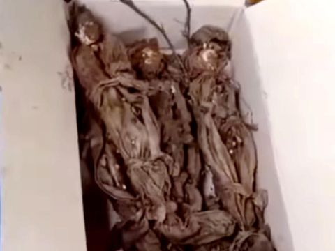 Tangkapan layar video viral penemuan 5 boneka mirip jenglot di Luwu, Sulsel. (dok. Istimewa)