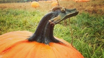 Tangkai buah labu siam seperti hewan naga. Foto: Brightside