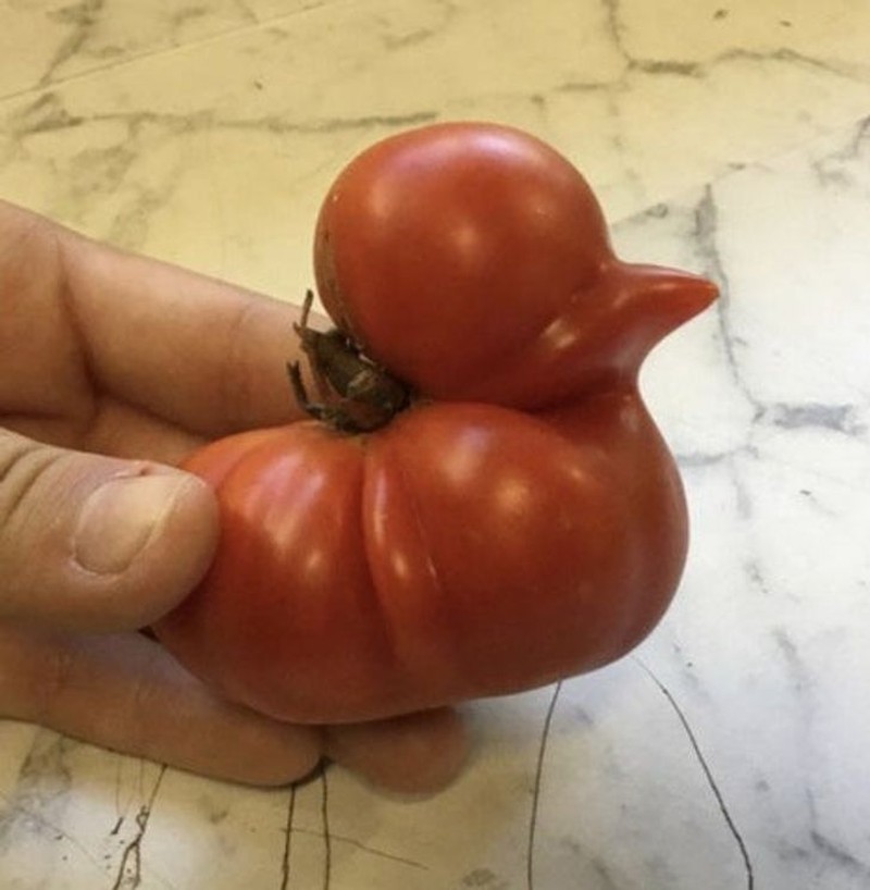 Fotoinet kumpulan benda sekitar yang punya 'wajah'