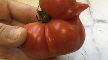 Tomat yang mirip bebek. Foto: Brightside