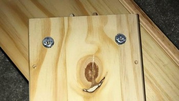 Papan kayu yang tampak seperti wajah anjing. Foto: Brightside