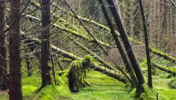 Ini pohon yang berlumut atau zombie? Foto: Brightside