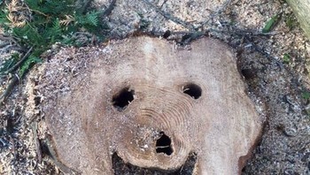 Potongan pohon yang mirip hewan beruang? Foto: Brightside