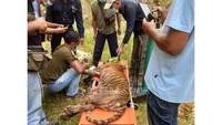 Harimau Dewi Siundol memiliki berat 73 kg dengan perkiraan umur di atas 6 tahun.
