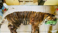 Penyebab luka yang dialami harimau Sumatra Dewi kemungkinan besar karena terkena benda tajam berupa kawat duri (kemungkinan jerat babi). Dewi berusaha melepaskan kawat yang melilit tubuhnya sehingga menimbulkan luka lain, yaitu robek pada dagu dan kaki.
