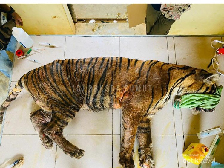 Kondisi Harimau Terluka sampai Ada Belatung di Badannya