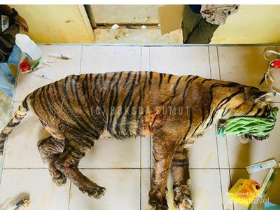 Kondisi Harimau Terluka sampai Ada Belatung di Badannya