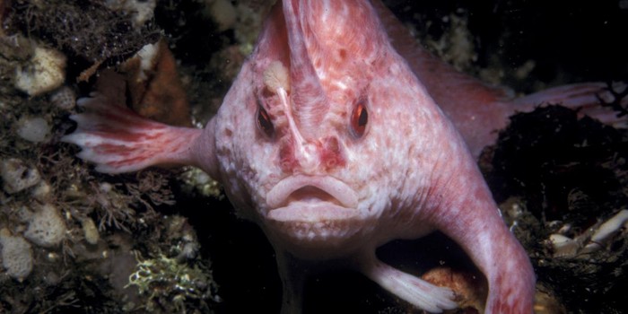 Ikan berjalan pink