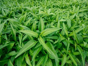 Cara Menanam Kangkung di Pot yang Cocok untuk Lahan Sempit, Simak!