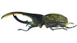 Kumbang Terbesar di Dunia Ini Punya Tanduk Panjang dan Kuat