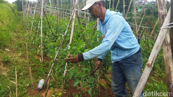 Petani tomat di Lembang gagal panen.
