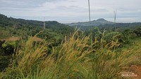 Hamparan ilalang dengan latar bukit hijau