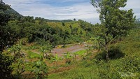 Persawahan Sentul yang cantik bak permadani