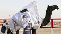 Penjaga unta Sudan memahkotai kontestan pemenang di Festival Al Dhafra di daerah gurun Liwa 120 kilometer (75 mil) barat daya Abu Dhabi, Uni Emirat Arab. Al Dhafra Festival menawarkan 10 pemenang teratas di setiap kategori hadiah mulai dari USD 1.300 hingga USD 13.600. Pada kontes utama Saudi, yang paling indah mendapatkan USD 66 juta. Unta berpindah tangan dalam kesepakatan bernilai jutaan dirham. Tapi peternak bersikeras ini bukan hanya tentang uang.