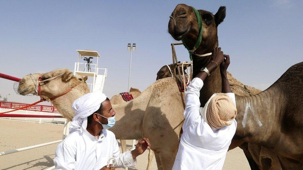 Para pemelihara unta Sudan merawat para kontestan unta di Festival Al Dhafra di kawasan gurun Liwa 120 kilometer (75 mil) barat daya Abu Dhabi, Uni Emirat Arab.