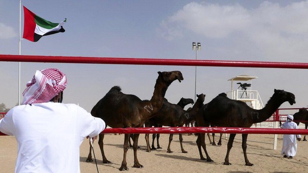 Seorang penonton Emirat menyaksikan unta di Festival Al Dhafra di daerah gurun Liwa 120 kilometer (75 mil) barat daya Abu Dhabi, Uni Emirat Arab.