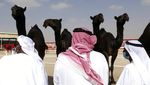 Unik, Ada Kontes Kecantikan Unta Lho di Abu Dhabi