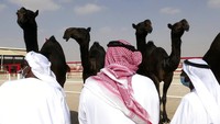 Para juri mencermati kontestan kecantikan unta di Festival Al Dhafra di kawasan gurun Liwa 120 kilometer (75 mil) barat daya Abu Dhabi, Uni Emirat Arab. Para juri menegaskan kecantikan tidak hanya yang terlihat mata, tapi juga estetika unta dievaluasi berdasar kategori yang ditentukan sejak beberapa generasi lalu.
